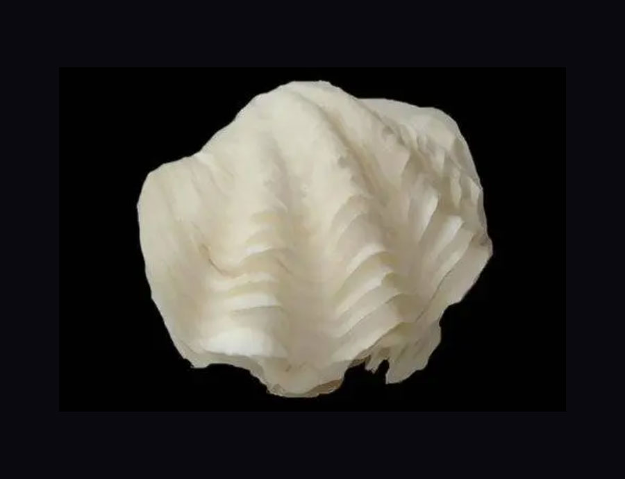 砗磲的功效与作用
